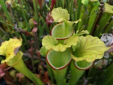 Green Goddess Carnivorous Live Sarracenia Plant